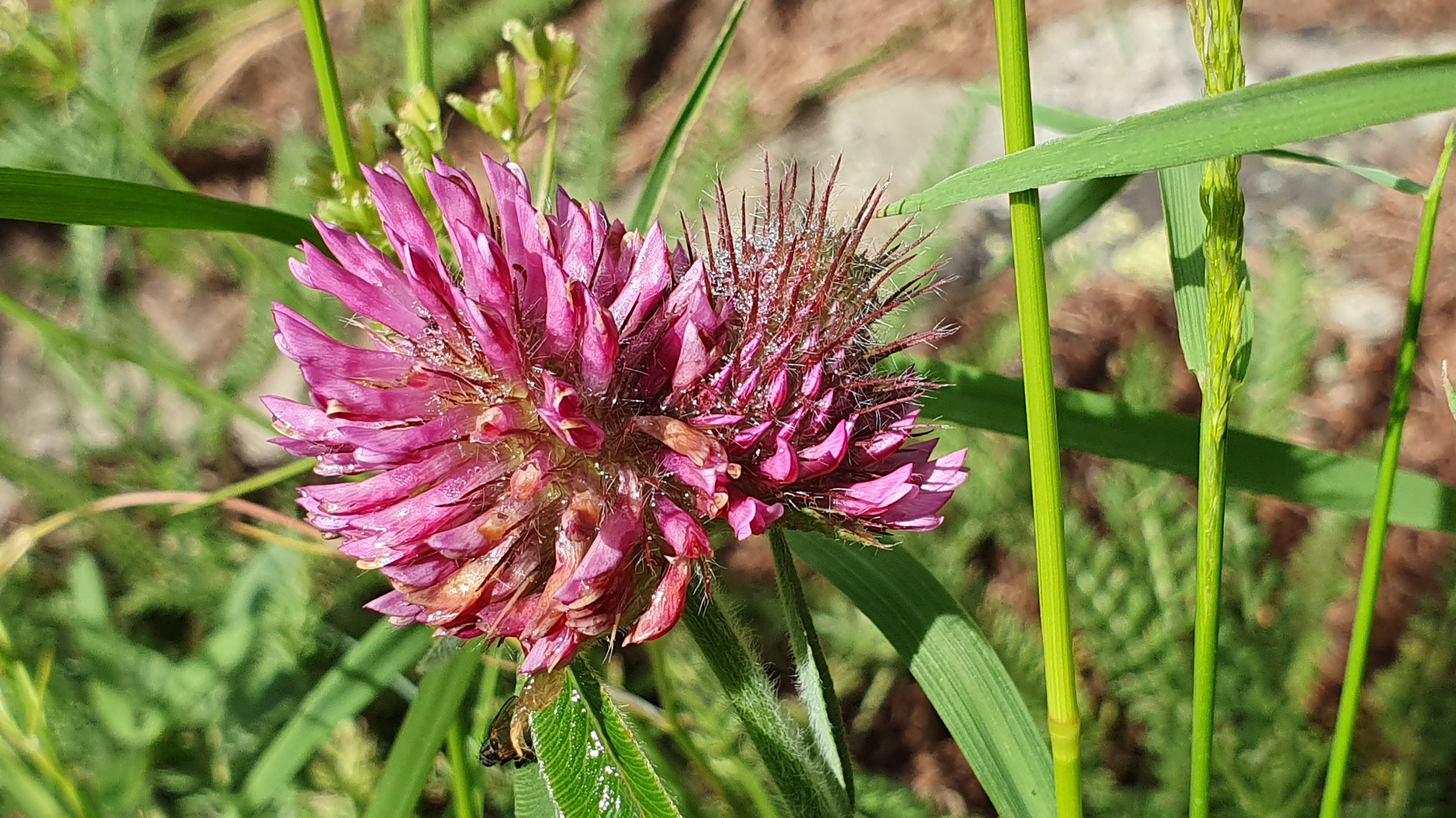 Trifolium alpestre 07